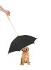 Pour-Protection Umbrella With Reflective Lining And Leash Holder